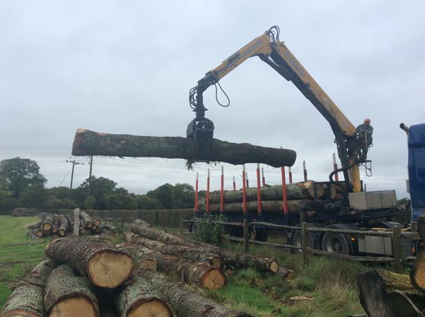 Oak Timber being loaded onto a lorry