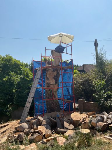 Preparing the standing beech tree for the Wickham Dragon carving
