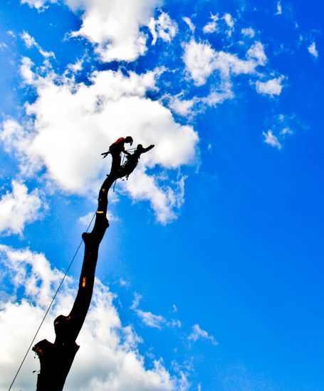 Climbing Ash Tree to dismantle it safely.