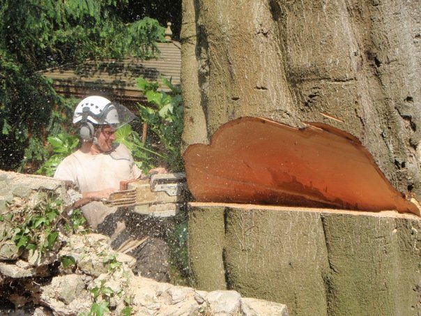 Dismantling of a large dangerous Beech tree