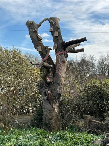 Beech tree in Wickham before carving began