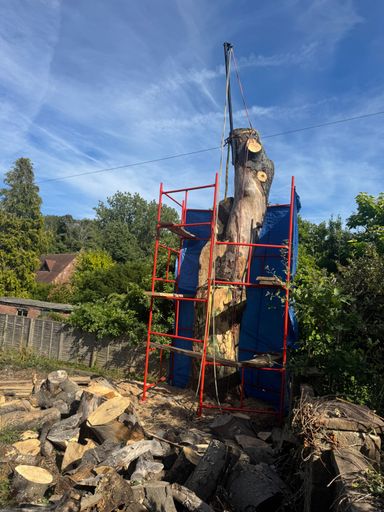 Preparing the standing beech tree for the Wickham Dragon carving